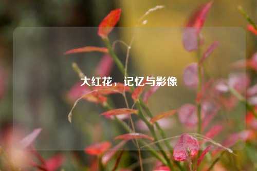 大红花，记忆与影像