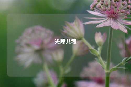 光隙共魂