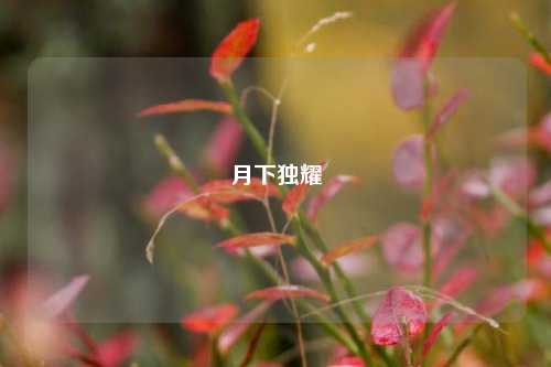 月下独耀